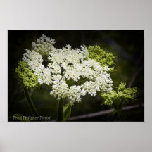 Poster blanco del Wildflower