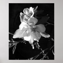 Poster blanco y negro de Columbine