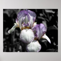 Poster blanco y negro de la flor de los pares del 