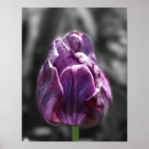 Poster blanco y negro de la flor del tulipán púrpu