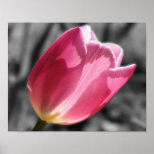 Poster blanco y negro de la flor rosada del tulipá