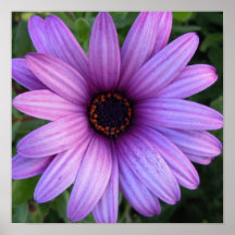 Poster bonito de la flor del aster