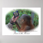 Poster bonito del orangután del bebé