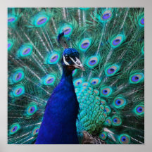 Poster bonito del pavo real