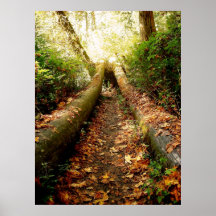 Poster caido del bosque de Hoh del estado de Washi