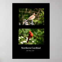 Poster cardinal