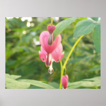 Poster: Colgante de varios corazones sangrantes