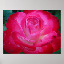 Poster color de rosa