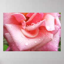 Poster color de rosa 001