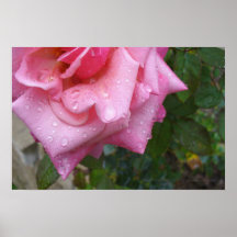 Poster color de rosa 002