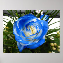 Poster color de rosa azul