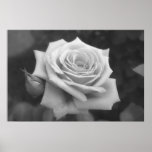 Poster color de rosa de la flor