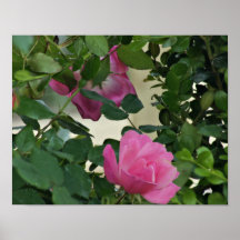 Poster color de rosa Knockout rosado