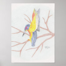 Poster colorido del pájaro