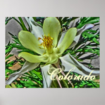 Poster columbine blanco de la flor