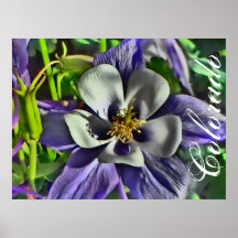 Poster columbine de Colorado