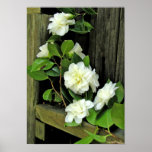 Poster, composición con las camelias blancas #3P