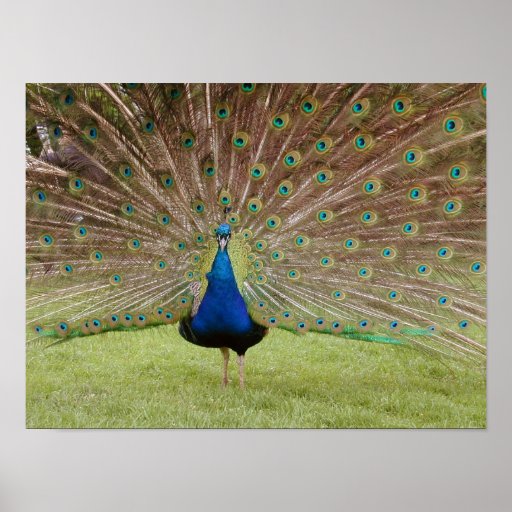 Poster con diseño del pavo real