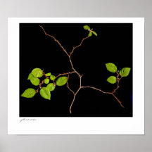 Poster coreano del Hornbeam