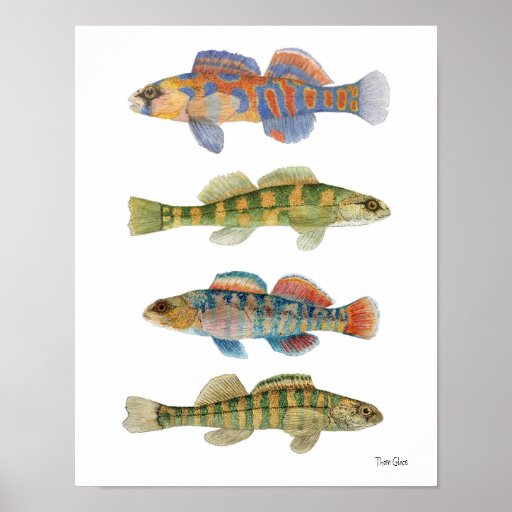 Poster de agua dulce del arte de los Darters