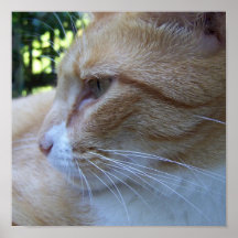 Poster de AmorLeon