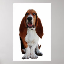 Poster de Basset Hound