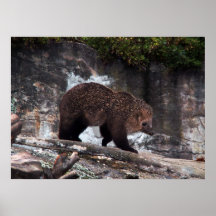 Poster de Bearhog