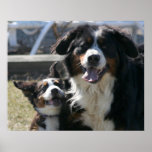 Poster de Bernese de los mejores amigos