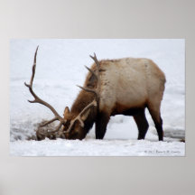 Poster de Bull de los alces