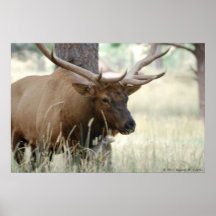 Poster de Bull de los alces