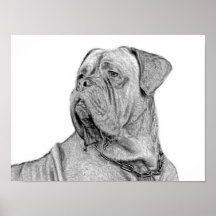 Poster de Dogue de Bordeaux