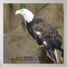 Poster de Eagle calvo