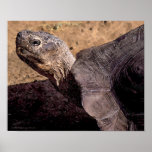 Poster de la acuarela de la tortuga