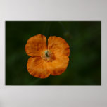 Poster de la amapola
