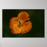 Poster de la amapola que toma el sol