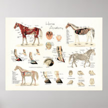 Poster de la anatomía del caballo