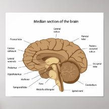 Poster de la anatomía del cerebro humano
