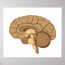 Poster de la anatomía del cerebro humano
