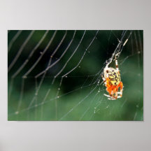 Poster de la armadura 12x8 del Web de araña