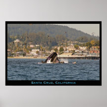 Poster de la ballena jorobada de Santa Cruz, Calif
