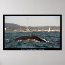 Poster de la ballena jorobada de Santa Cruz, Calif