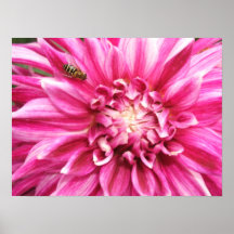 Poster de la dalia
