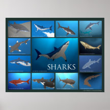 Poster de la especie del tiburón