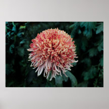 poster de la flor