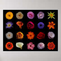 Poster de la flor
