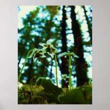 Poster de la flor