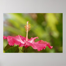 Poster de la flor