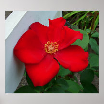 poster de la flor