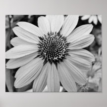 Poster de la flor 10x8 del pétalo