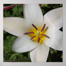 Poster de la flor blanca